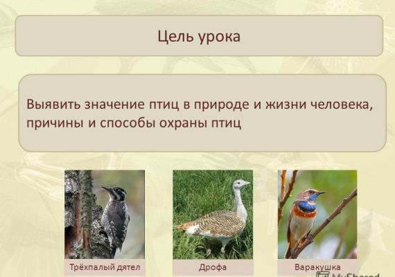 Значение и охрана птиц. Происхождение птиц. Значение птиц и их охрана Происхождение и значение птиц в природе